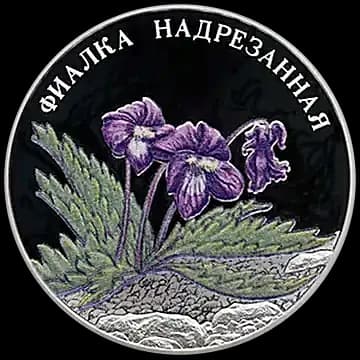 Фиалка надрезанная