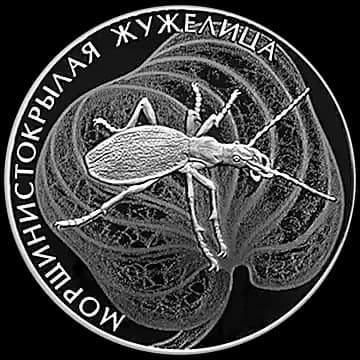 Морщинистокрылая жужелица