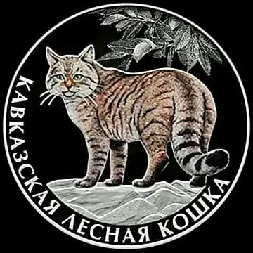 Кавказская лесная кошка