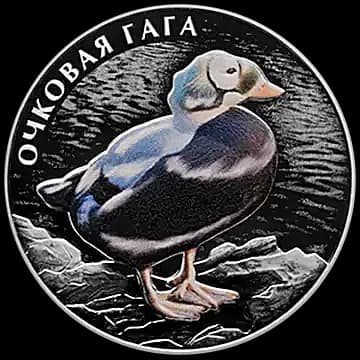 Очковая гага